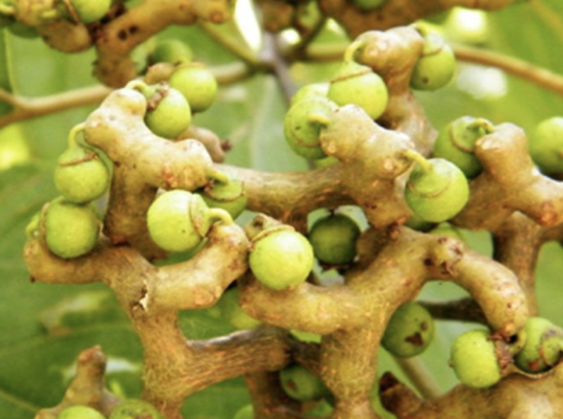 Citrus Aurantium Extract Supplier