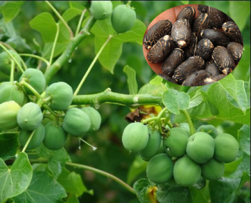 Good price jatropha seed for cultivation