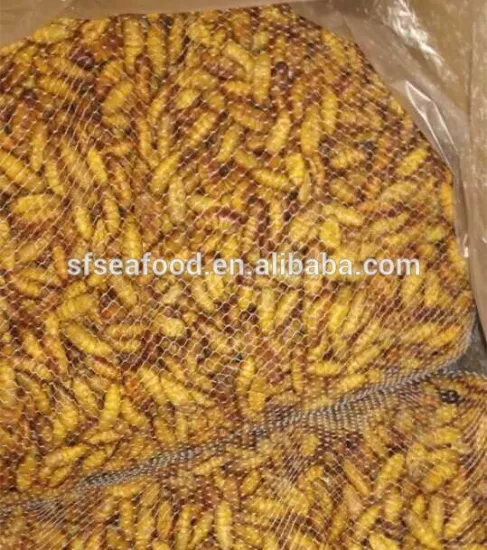 Hot Sale Frozen Silkworm Pupae For Market