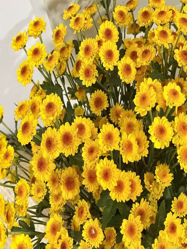 Sunny chrysanthemum3