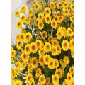 রৌদ্রোজ্জ্বল হলুদ স্প্রে chrysanthemum