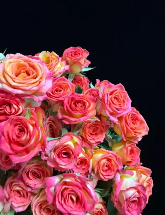 Multi-Headed Summer Dance Rose in Red and Orange