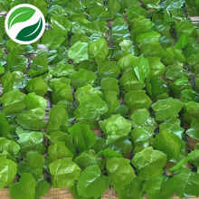 Feuille d&#39;érable légère de filet d&#39;extrusion de plante verte de simulation