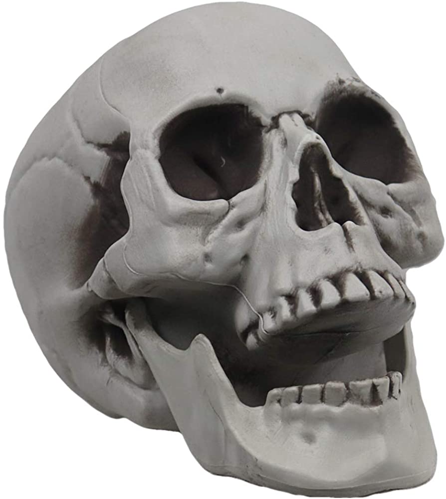 Skeleton Skull for Halloween Decor 1.jpg