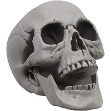 Skeleton Skull for Halloween Decor