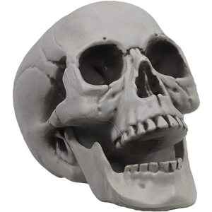 Skelettschädel für Halloween -Dekor