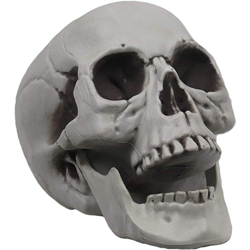 Skeleton Skull for Halloween Decor