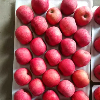 First Class Grade A quality apple