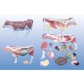 Modelo anatómico de ganado