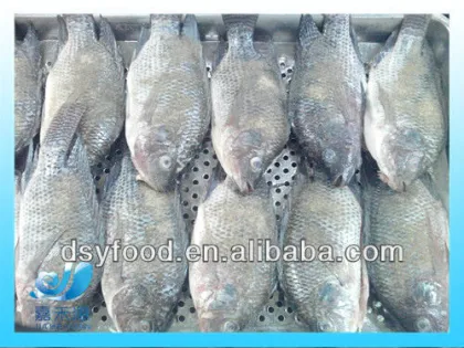 Frozen Black Tilapia