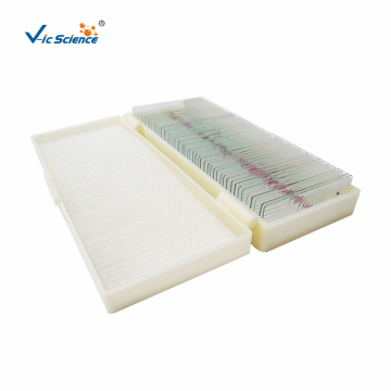 Histology Prepared Microscope Slides