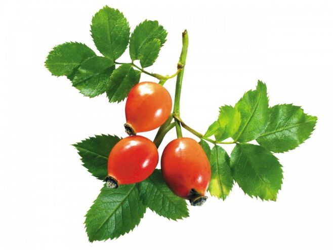 Rosehip Extract