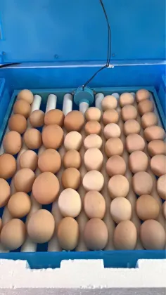 Chicken Farms and Egg Hatchery Equipment: Incubators for Sale