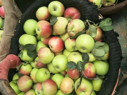 2018 new season summer apple green apple on sale red gala apple price