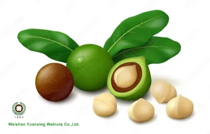 Big Size Macadamia Nuts In Shell Raw