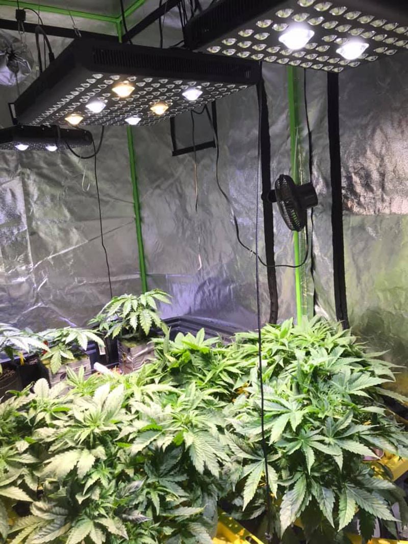 FlashSale Aglex Indoor Tumbuh Light Hydroponic IR 800W