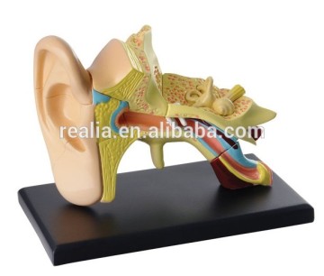 Human Ear Model