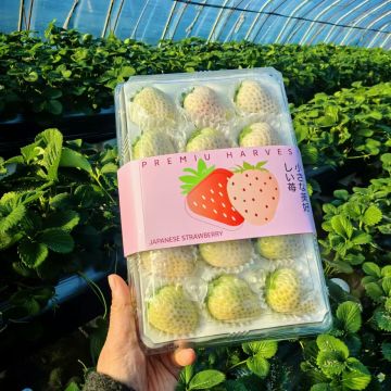 Fresh Yunnnan Feesh Strawberry Selection