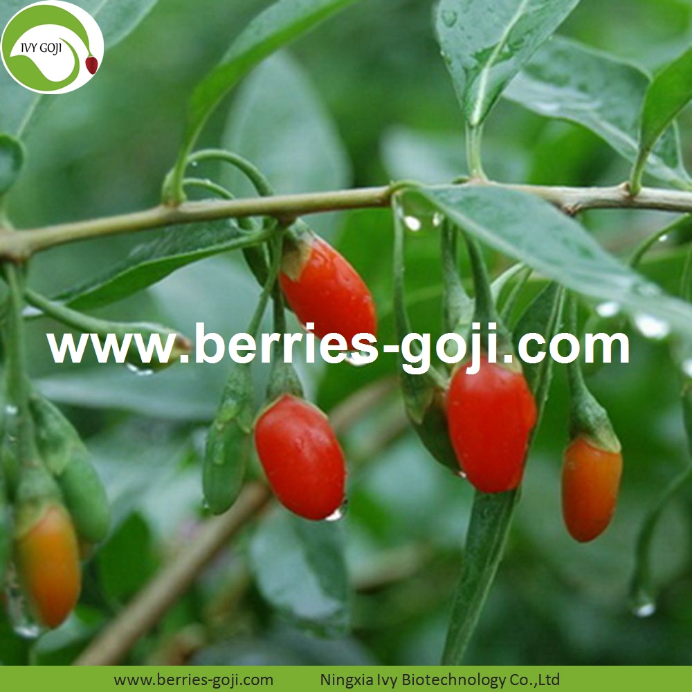 Goji berry