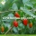 Factory Supply Pure Authentieke Non GMO Wolfberries