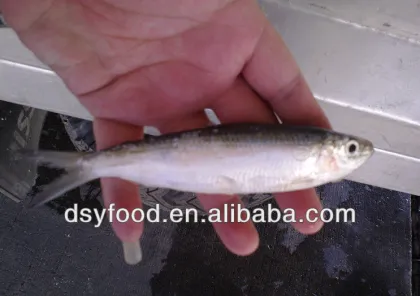 Frozen canned sardine