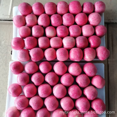 2021 Fuji Apple Red Fuji Apple For Export fuji apple factory