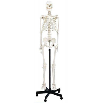 Darhmmy 170cm levensgroot skeletmodel voor medisch onderwijs