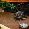 Rooga jilicsan ee pet tortoise