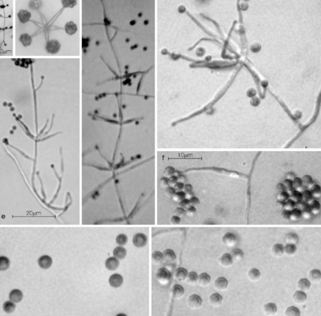 High Purity Pochonia Chlamydosporia