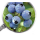 bilberry extract powder blueberry P.E enhance immune system