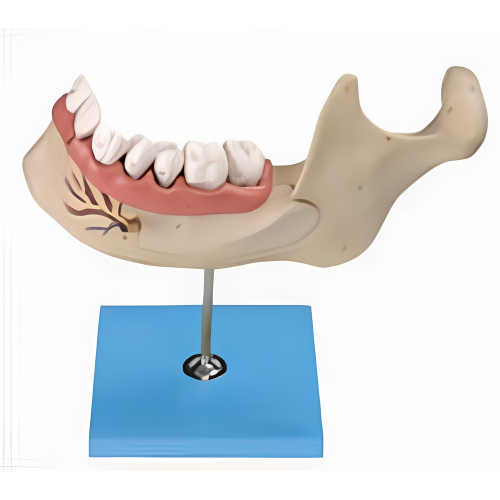 Jaw inferior de 18 años