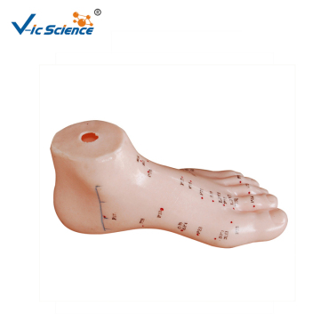 मेडिकल साइंस स्कूल के लिए 13CM फुट एक्यूपंक्चर मॉडल