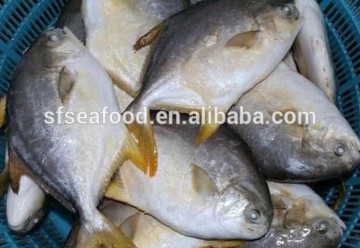 philippine products Gold pomfret