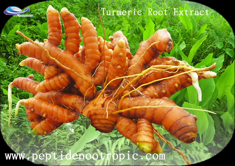 best turmeric root extract