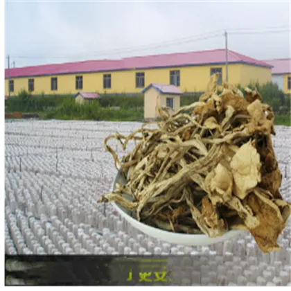 Dried Agrocybe aegerita tea tree mushroom natural agrocybe