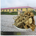 Dried Agrocybe aegerita tea tree mushroom natural agrocybe