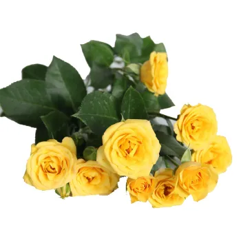China Hot Selling Fresh Cut Flowers Spray Head Roses Cappuccino A Grade for Home Valentine's Day Flower Arrangements