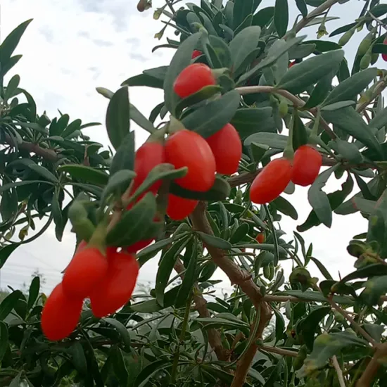 LP/EU Goji berry for our body healthy