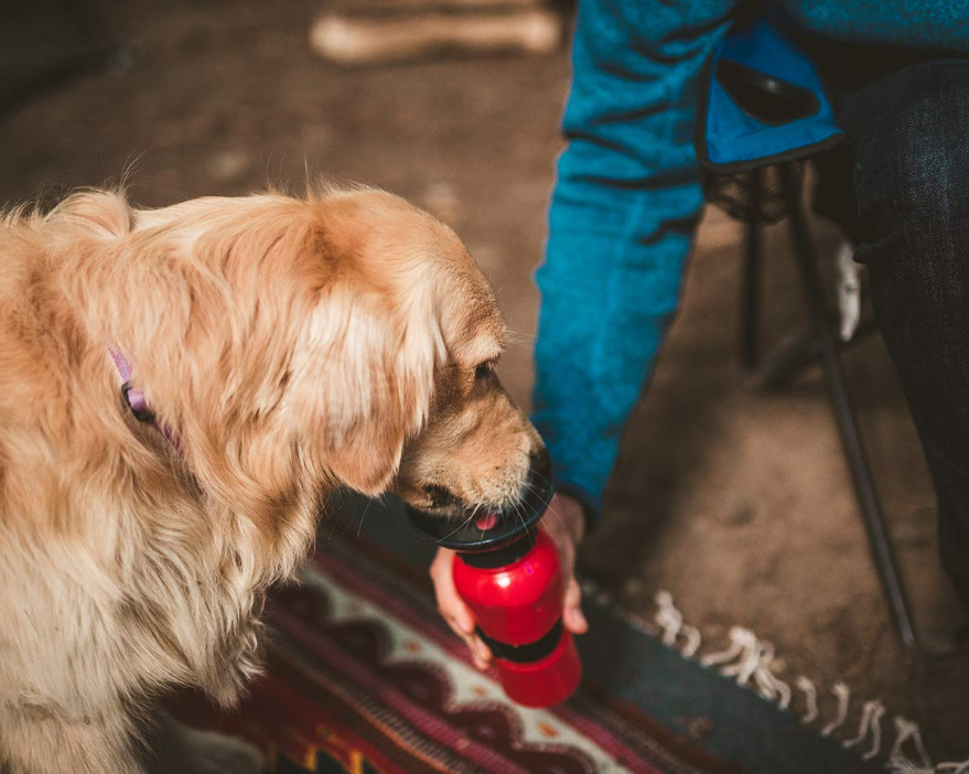 Auto DogMug Water Dispenser