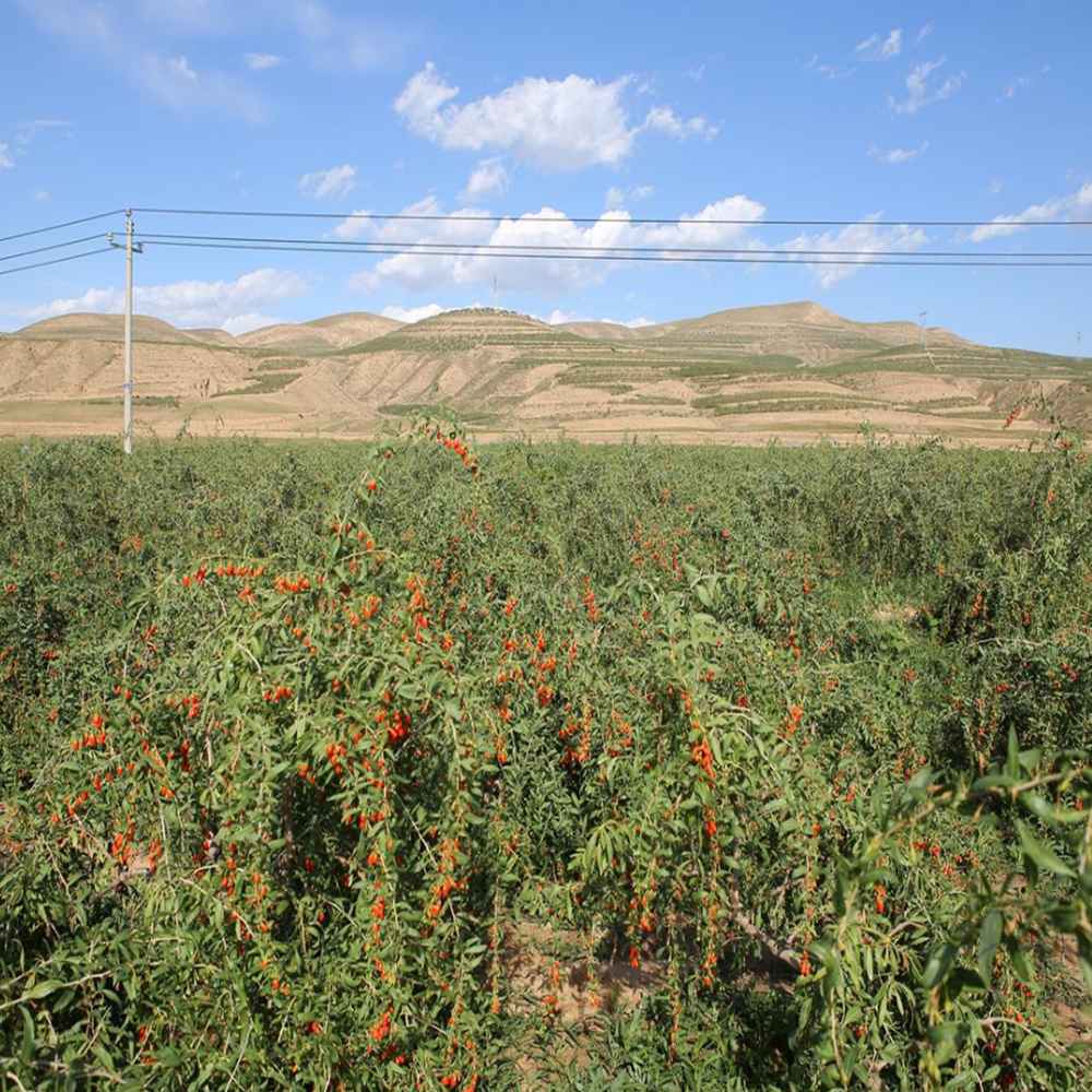 Himalayan goji