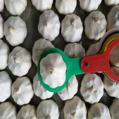 Chinese Whossale Low Price Best Garlic