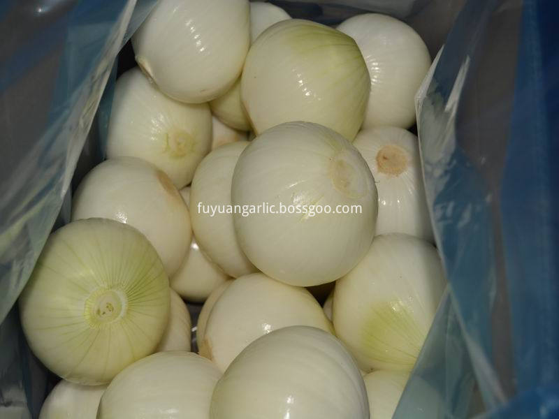 peeled onion 