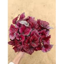 Chuyên nghiệp tạo ra Begonia 11