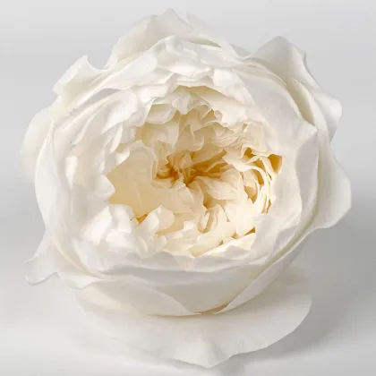 David Austin Roses Real Fresh Preserved Flower 8 Pcs Box