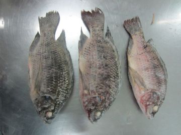 IQF Tilapia