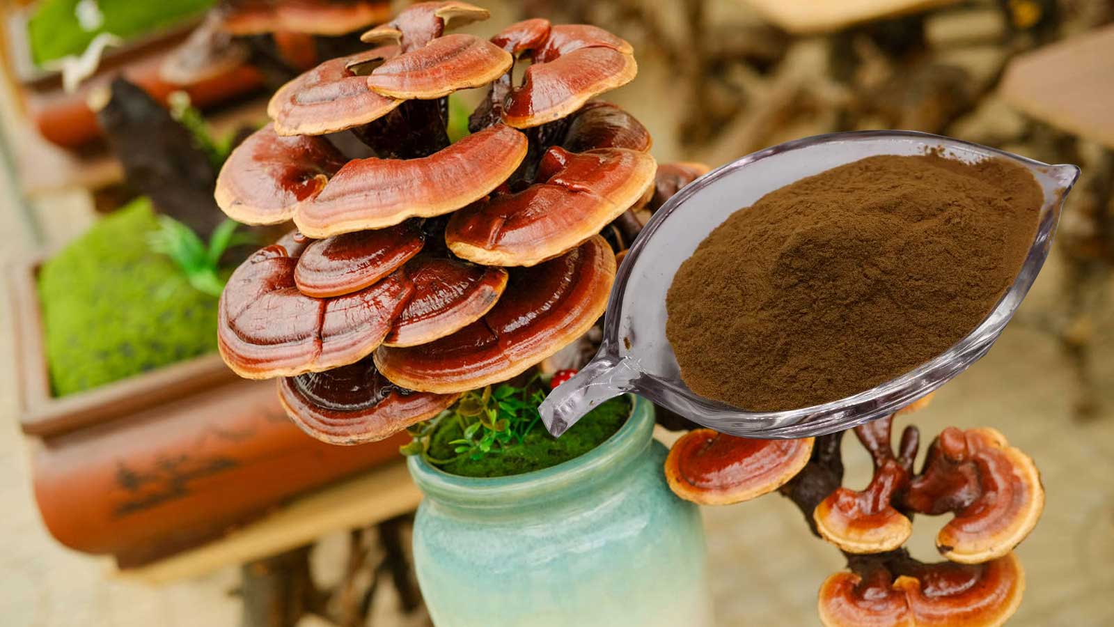 Lingzhi Reishi Mushroom Extract Polysaccharides