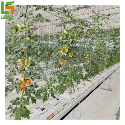Gutter Support Hydroponics Tomato Greenhouse for Sale