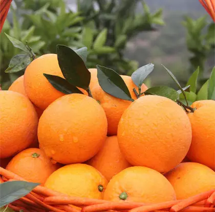 new crop fresh robert orange