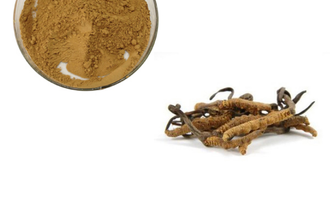 Cordyceps Sinensis Extract Png