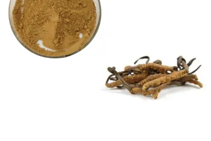 Cordycepin Cordyceps Sinensis Extract Powder